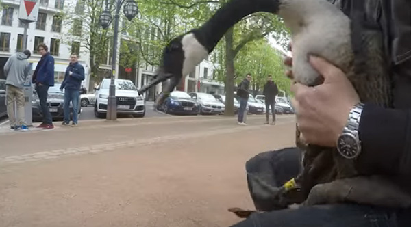 אדם עזר לאווז וחילץ טבעת מתכת שהייתה תקועה לו על המקור