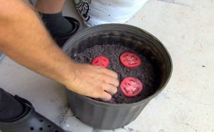 אל תזרקו עגבנייה שהתרככה במקרר – הטריק הפשוט הזה יכול להפוך אותה לעשרות שתילים חדשים