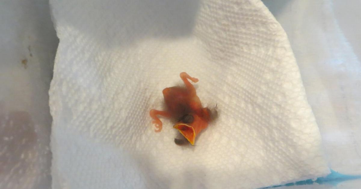 במהלך ריצת הבוקר שלו הוא מצא משהו שובר לב על הרצפה, ואחרי 5 שבועות המעשה הנפלא שלו השתלם