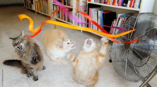 3 חתולים התחרפנו לגמרי ממאוורר עם סרטים קשורים אליו