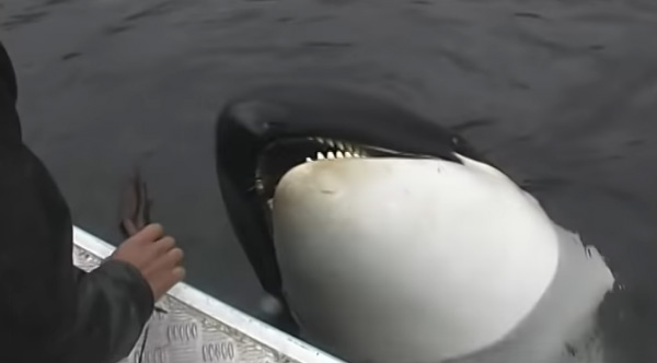 לווייתן קטלן שאיבד את משפחתו נהיה חבר של בני אדם ומשחק איתם