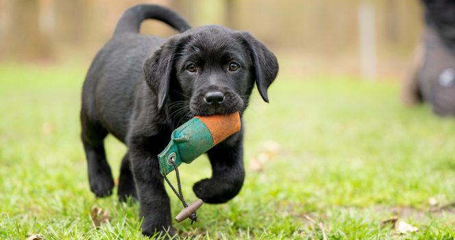 זה מה שהכלב שלכם באמת רואה כשהוא מסתכל עליכם