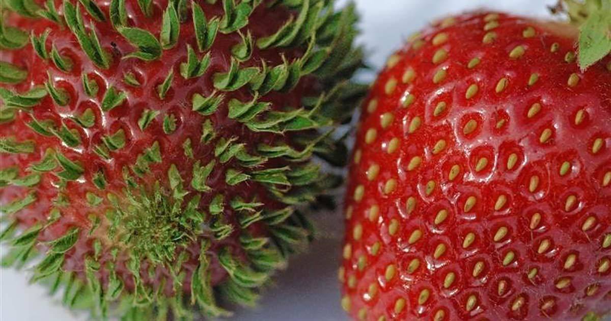 11 תמונות מטורפות של פירות וירקות נשכחים שהצמיחו חיים משל עצמם