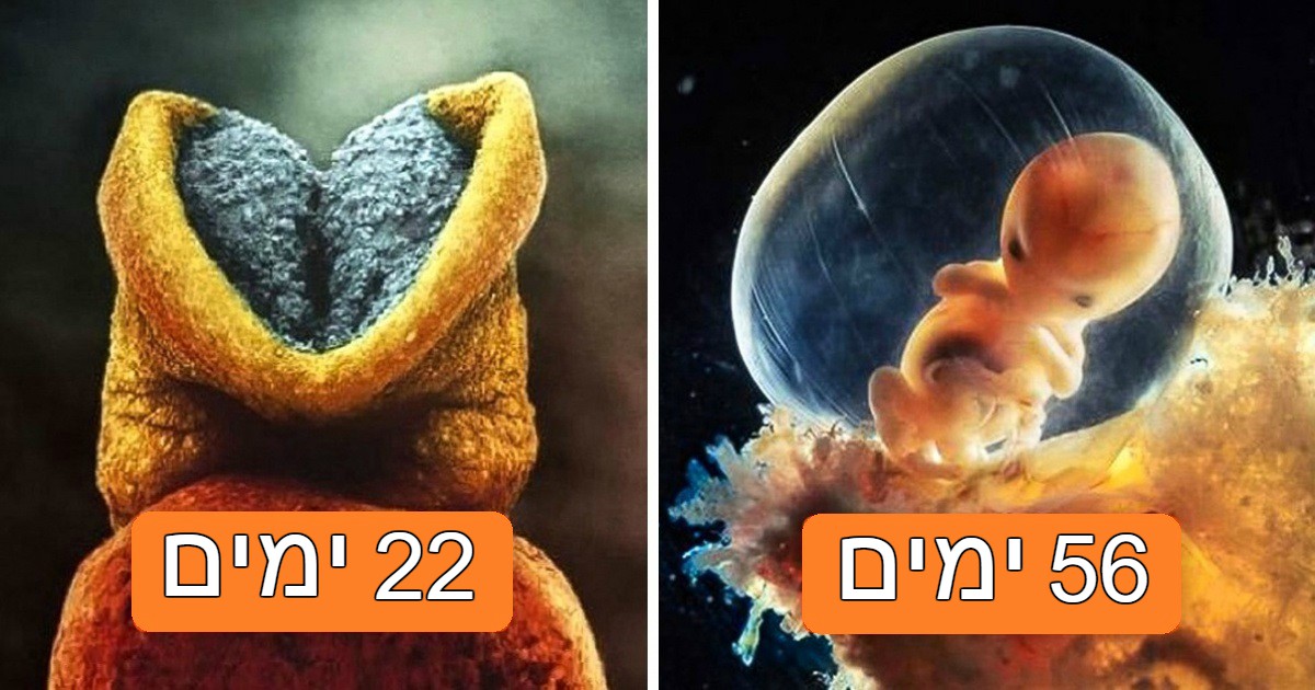 איך ילד נולד: סדרת צילומים עוצרת נשימה מראה את התפתחות העובר ועד הלידה