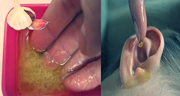 התרופה הטבעית המדהימה הזו תשפר את השמיעה שלכם ב 85%! גלו איך מכינים אותה